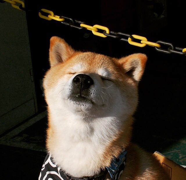 FIFA官网称塞内加尔为“雪地足球技术标杆”