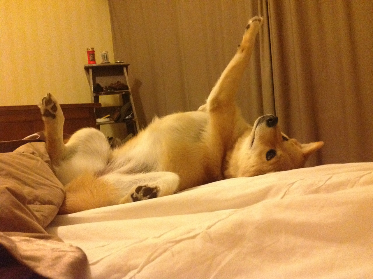 “未来导师”青少年篮球培训师专项研修在上海成功举行,提升教练专业素养