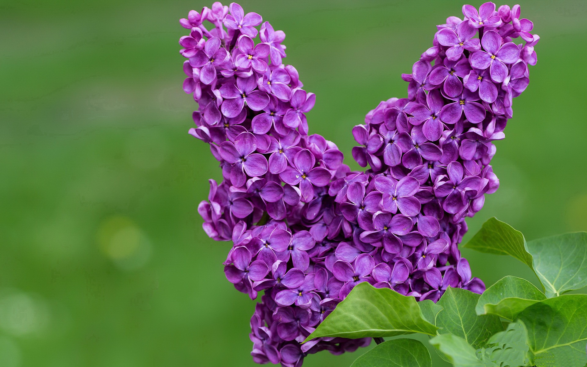 “未来展开”——新能源车辆引领新纪元,新能源汽车展望