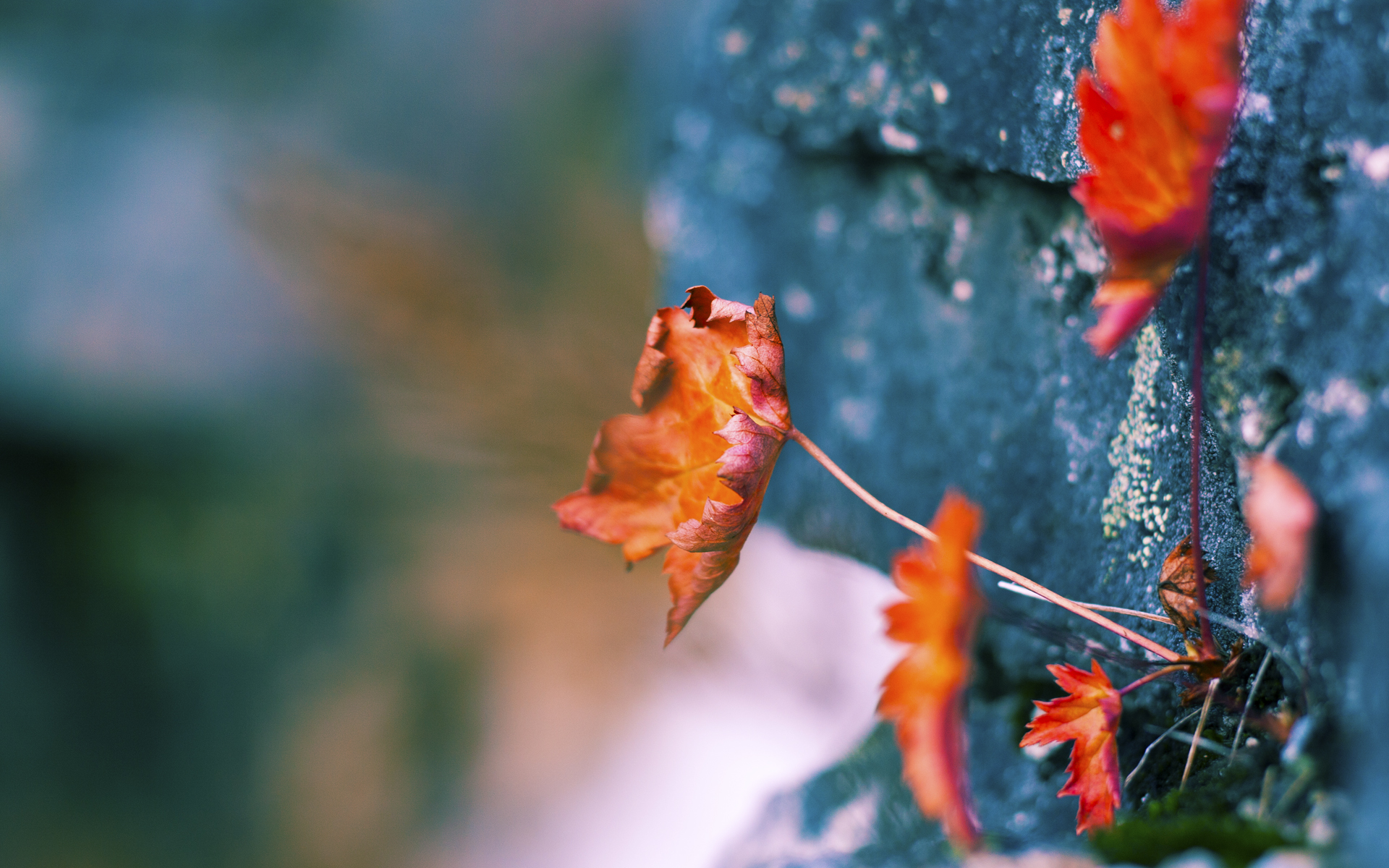 塞内加尔马术协会举办“马术与文化”展览,展示马术与塞内加尔传统文化的融合。