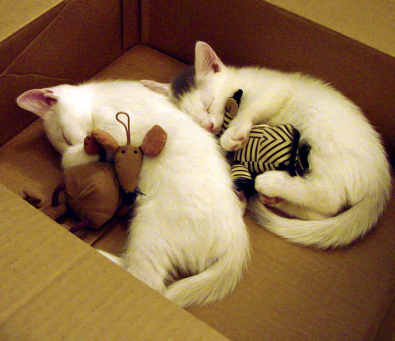 马刺推广“教练与球员在线共学计划”，跨越时空界限，马刺 马