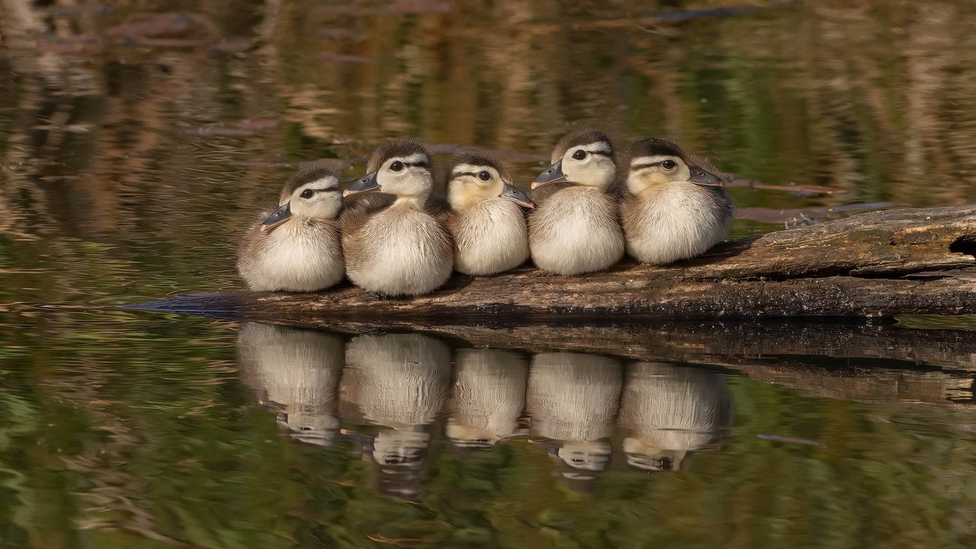 Team Liquid锁定常规赛第一