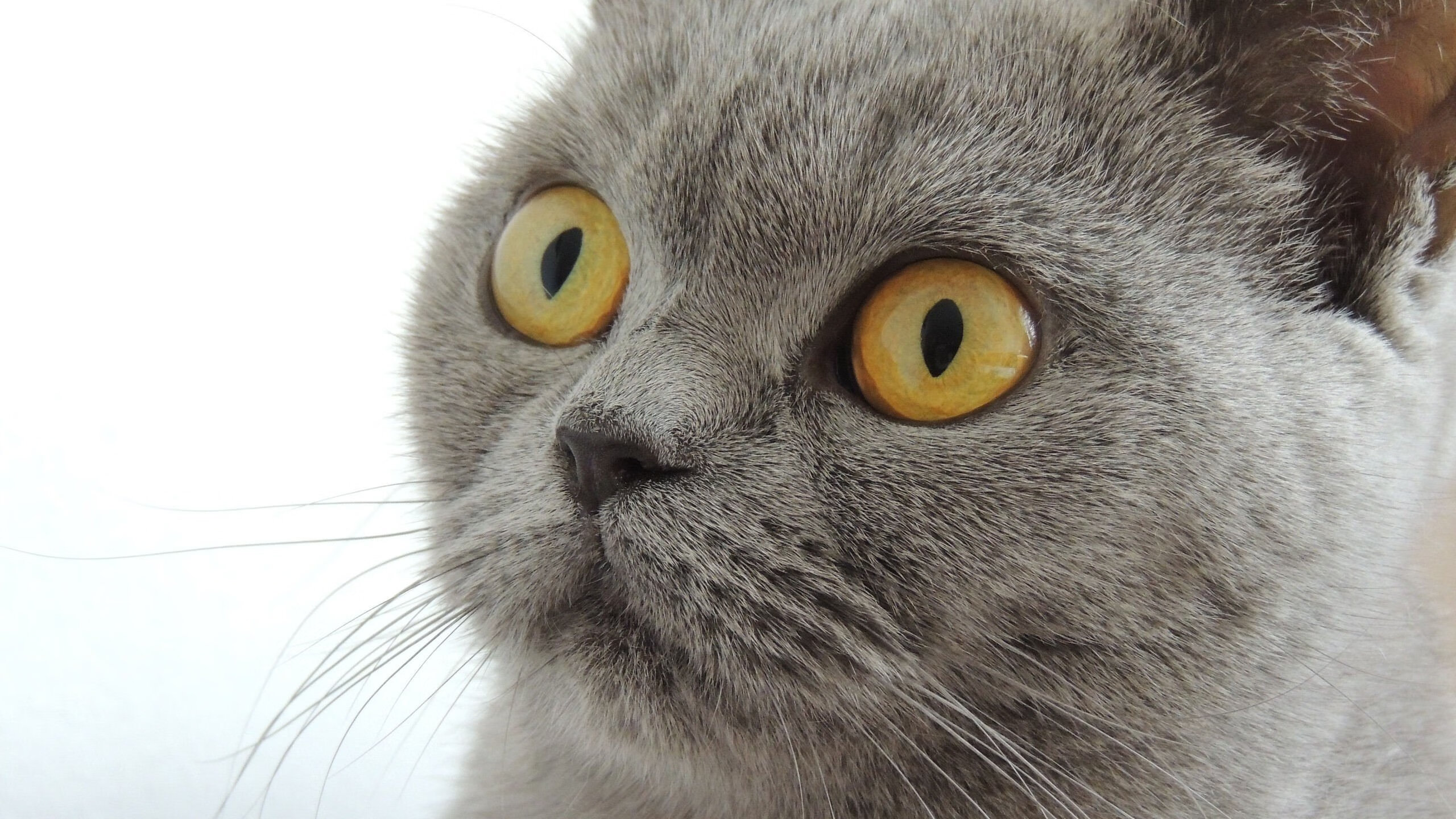 中超球迷摄影大赛展示足球魅力，中超球队照片