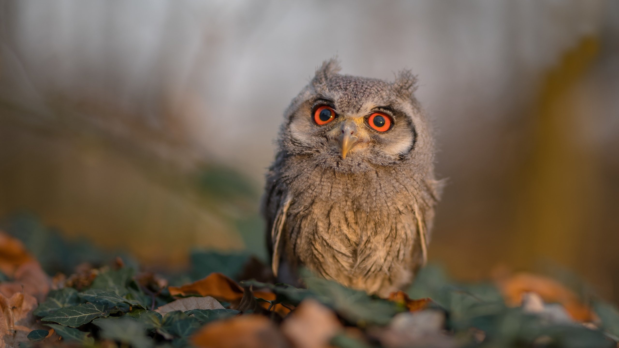塞尔维亚对阵匈牙利，欧洲国家联赛强者争霸，塞尔维亚和匈牙利交界的城市