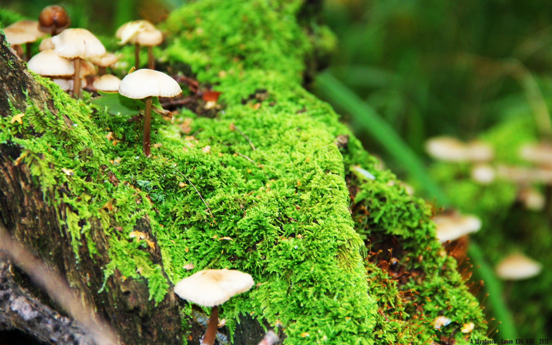 委内瑞拉队在足球比赛中强势登顶，委内瑞拉足球队强吗