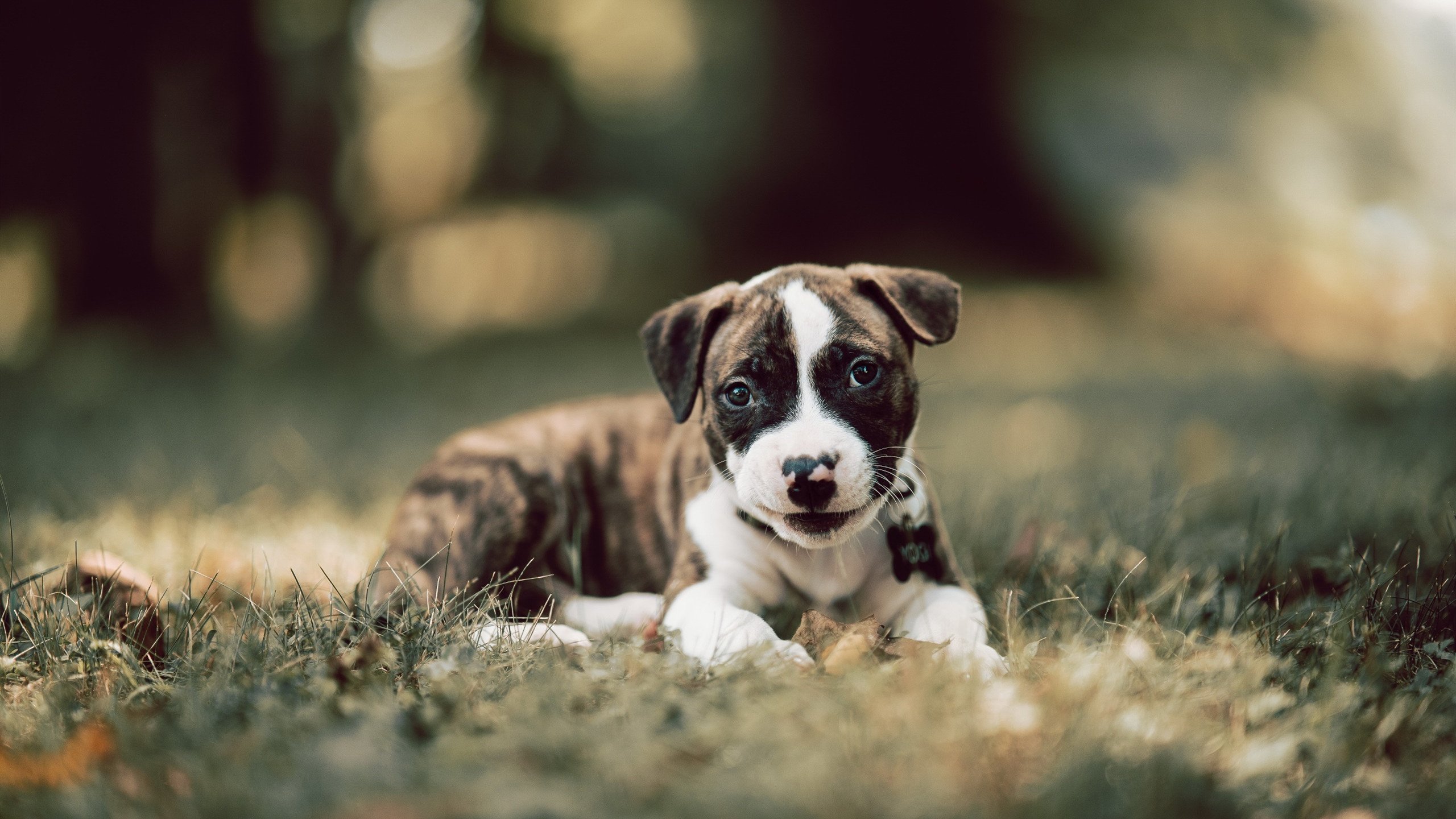 独行侠队球队关键球员稳定发挥,独行侠球队阵容