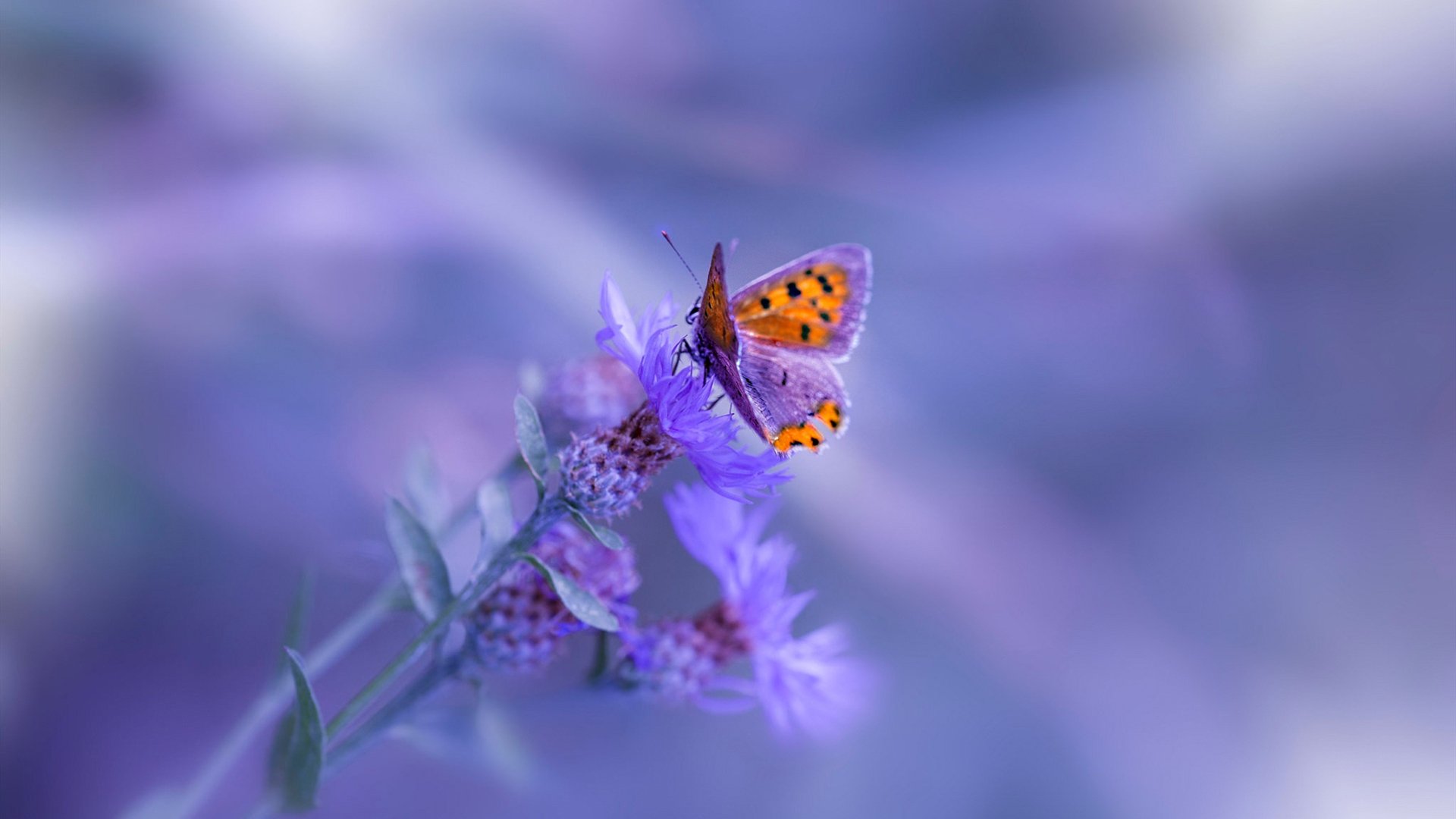 阿尔阿赫利新援融入球队迅速，阿尔阿赫利什么意思