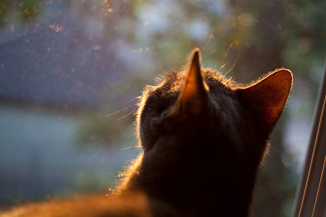 中国篮球联赛市场细分及精准营销策略研究,中国篮球市场分析