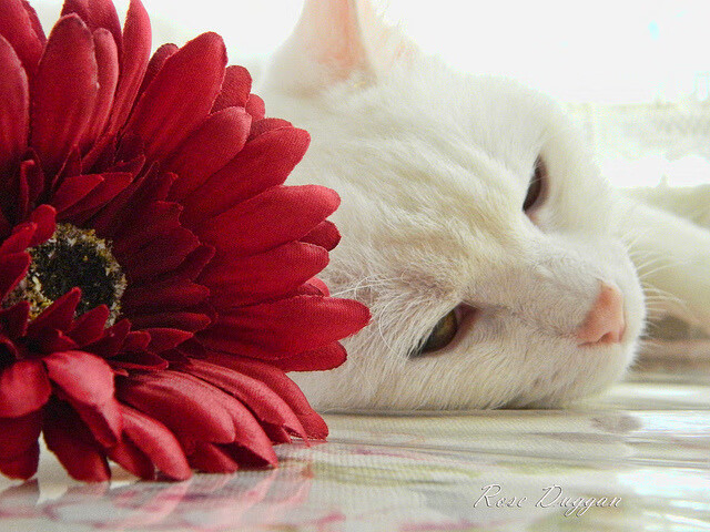 阵容高度对节奏选择的影响分析,阵容高度对节奏选择的影响分析报告