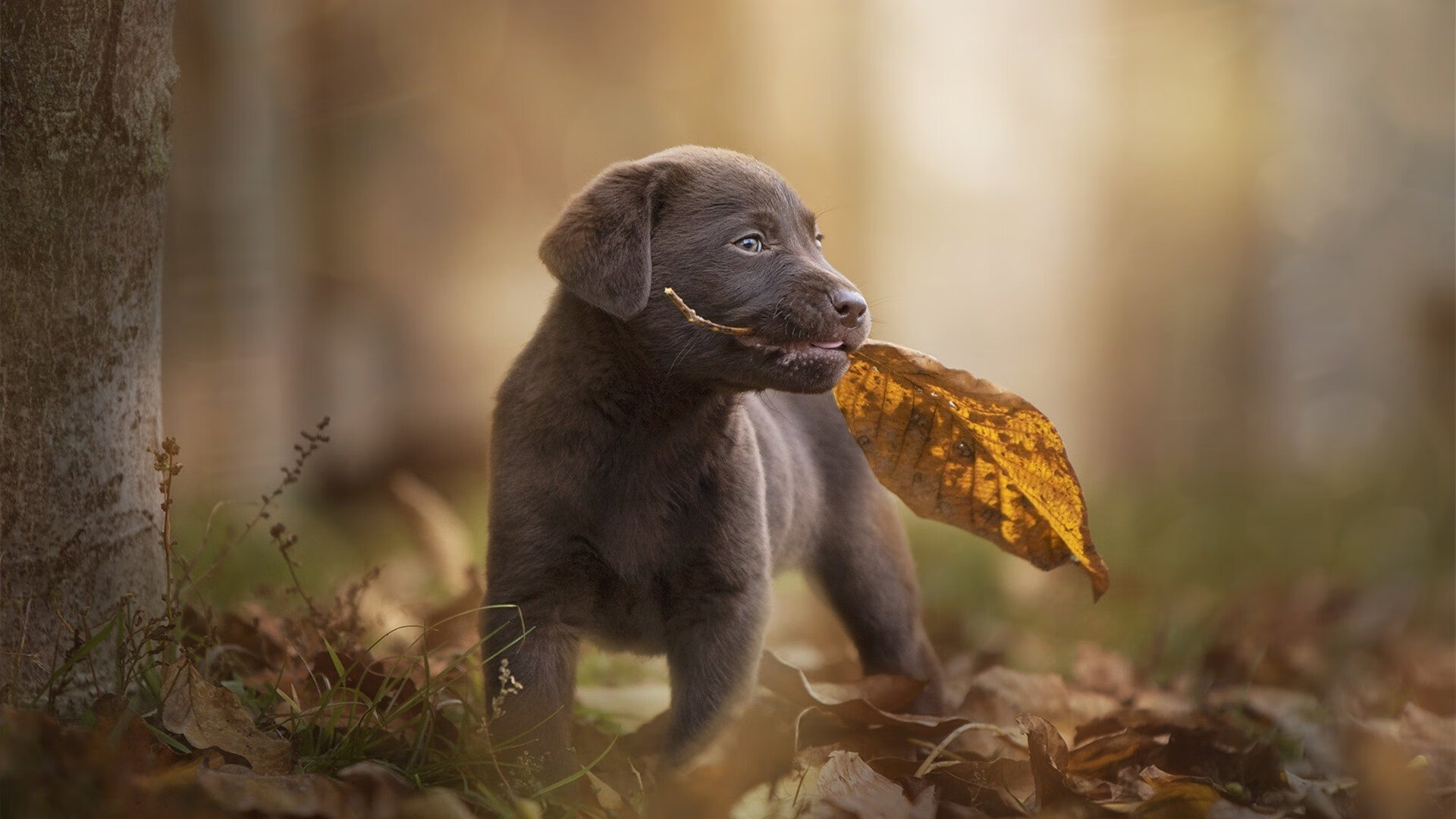 法甲战术盛宴:创新布阵成就奇迹