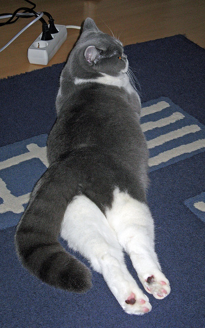 瑞安的战术智慧为全黑队提供了全新的进攻视角